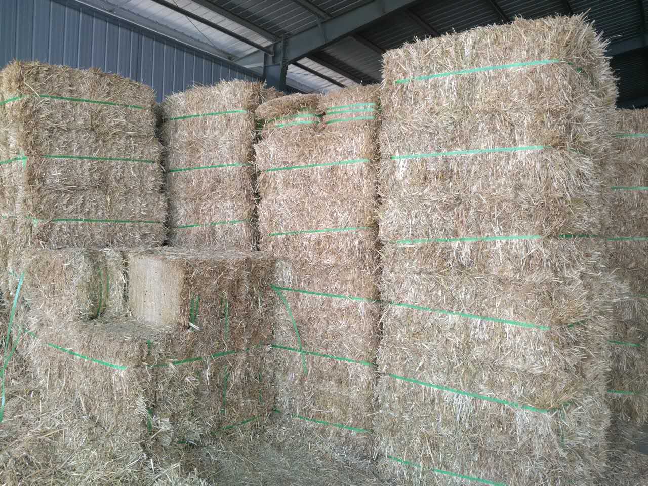 養(yǎng)殖800頭牛的養(yǎng)殖場用多大的鍘草機或者鍘草揉搓機合適?